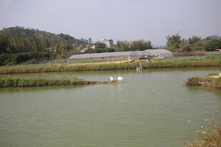 乡村湖畔田园风光美景