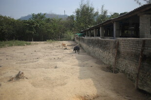 乡村养猪场