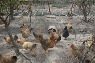 乡村鸡群在户外觅食