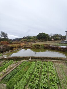 田园风光中的蔬菜与池塘