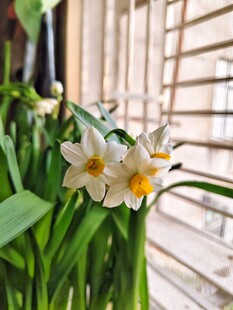 白色水仙花
