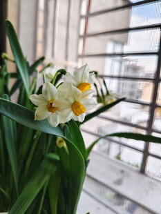 清新水仙花