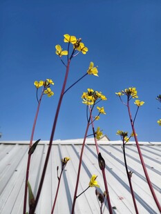 屋顶绽放的黄色小花