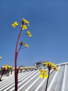 屋顶上绽放的菜花