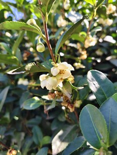 盛开的白色山茶花
