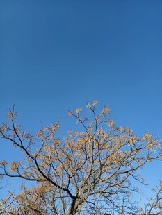 蓝天映衬下的光秃树枝