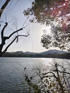 湖畔风光 树枝摇曳映湖水
