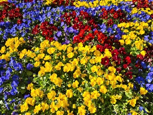 多彩花坛花丛