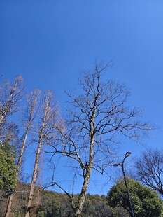 蓝天枯树
