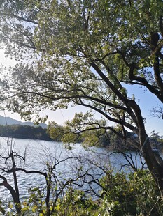 湖畔树枝