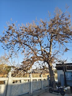 冬日孤树