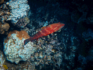 海底红鱼与多彩珊瑚
