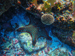 海底海星与多彩珊瑚景观