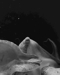 神秘海底沙丘景观