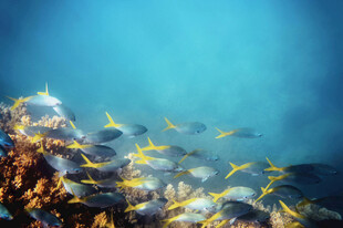 海底多彩鱼群穿梭珊瑚间