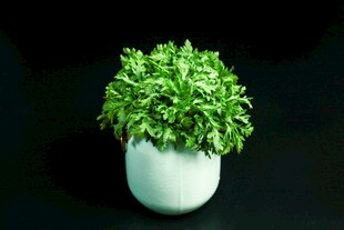 皇帝菜