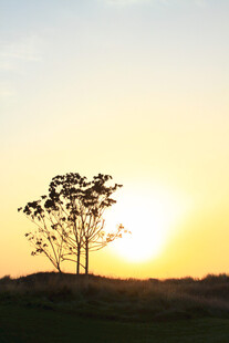夕阳下孤独的树木