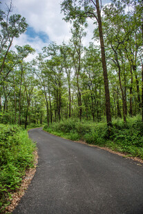林间蜿蜒小路 绿意盎然
