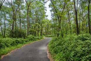林间幽静小路 绿意盎然