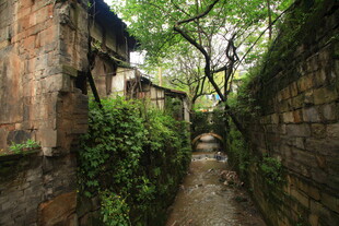古巷幽径 绿植缠绕老建筑