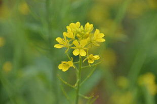 一枝绽放的黄色油菜花