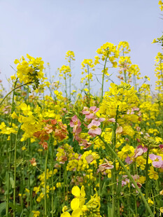 油菜花