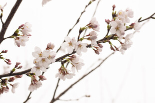 枝头绽放的美丽樱花