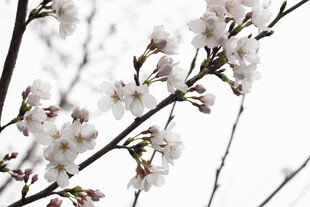 枝头绽放的白色美丽樱花