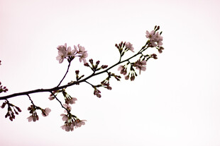 一枝粉嫩绽放的美丽樱花