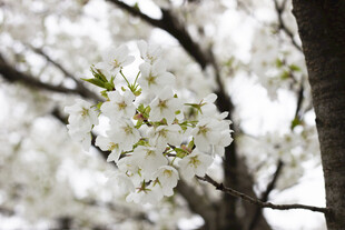 洁白樱花绽放枝头