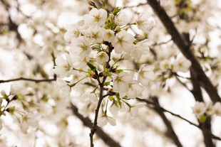 春日绽放的洁白樱花