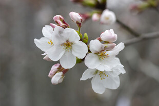 绽放的白色樱花花朵