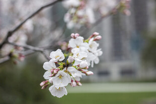 枝头绽放的美丽樱花