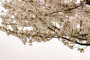 枝头绽放的烂漫樱花