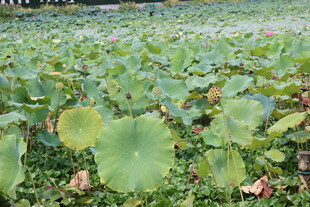 夏日荷塘荷叶茂盛景观