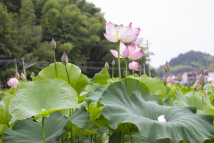 夏日荷塘中的娇艳荷花
