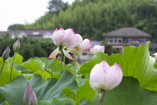 荷塘中的粉嫩荷花