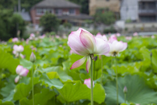 夏日盛开的娇艳荷花