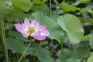 娇艳荷花绽放于绿叶间