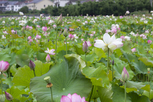 夏日荷花盛开的美丽荷塘