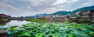 荷塘美景 远山近水相映衬