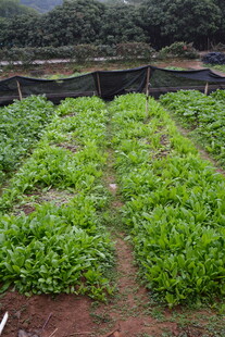 田园蔬菜种植景观