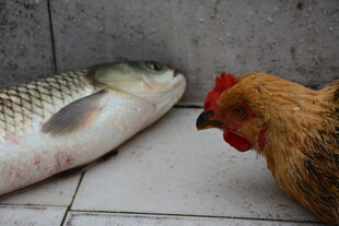 鸡鱼对视