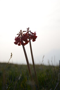 田野中的两株红色花朵