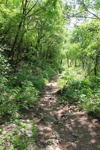 林间小径 绿意盎然的自然景