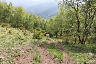 山间小径 绿意盎然的林地