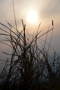 夕阳下的草地剪影