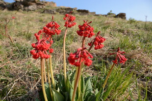 野外绽放的艳丽红色花朵