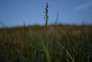 孤株青草立旷野