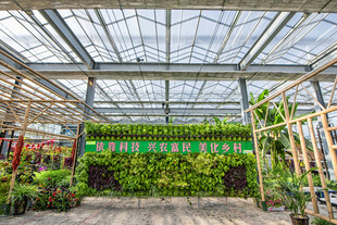 温室绿植景观